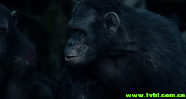 [美国][动作][猩球崛起2：黎明之战 2014][WEB-DL/1.64 GB][英语无字] ...