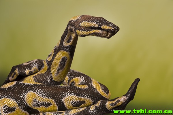 屌爆天的人体彩绘！太厉害了！