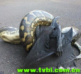 在澳洲能活下来是有多么不容易，你造吗？