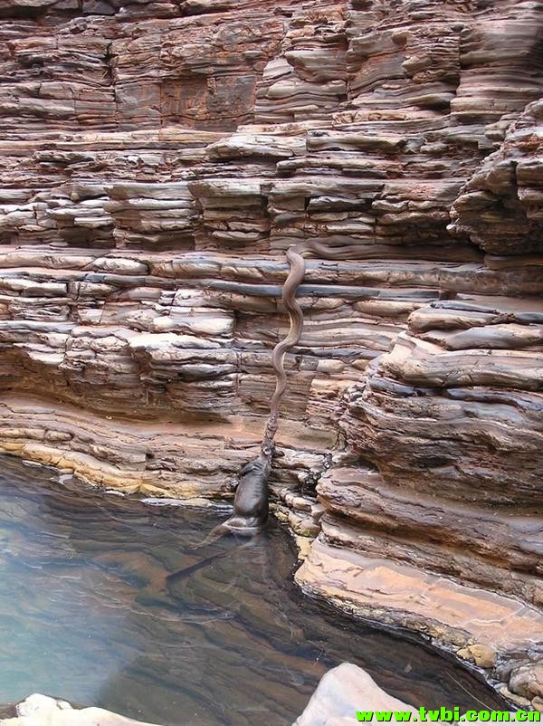 在澳洲能活下来是有多么不容易，你造吗？