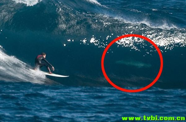 在澳洲能活下来是有多么不容易，你造吗？