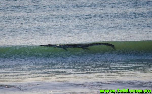 在澳洲能活下来是有多么不容易，你造吗？