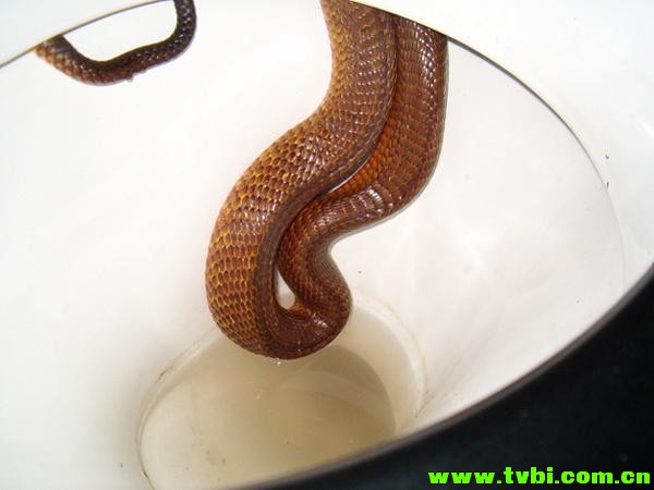 在澳洲能活下来是有多么不容易，你造吗？