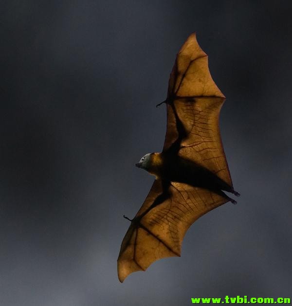 在澳洲能活下来是有多么不容易，你造吗？