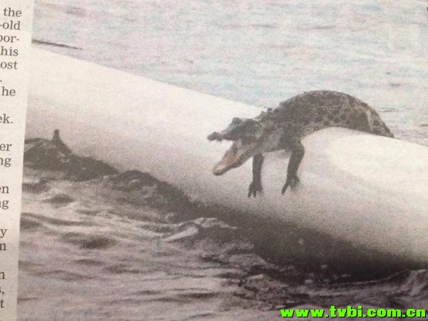 在澳洲能活下来是有多么不容易，你造吗？