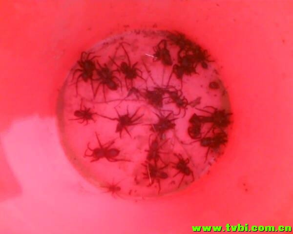 在澳洲能活下来是有多么不容易，你造吗？