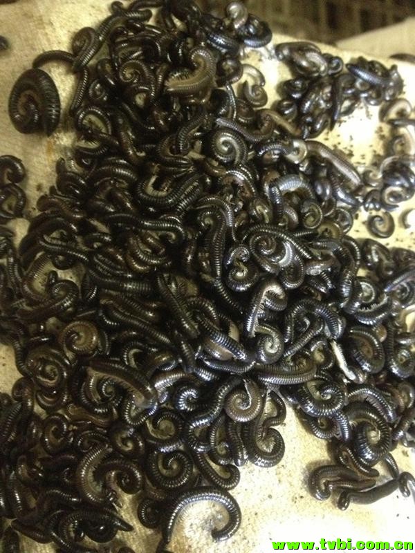 在澳洲能活下来是有多么不容易，你造吗？