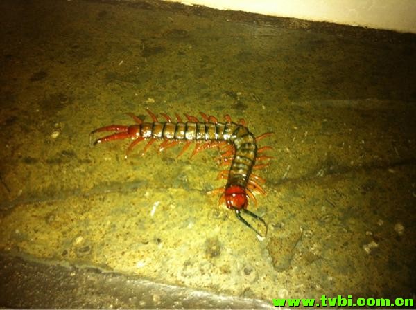 在澳洲能活下来是有多么不容易，你造吗？