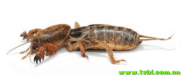 在澳洲能活下来是有多么不容易，你造吗？