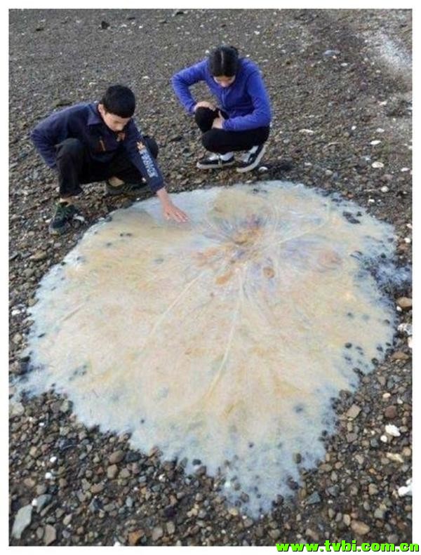 在澳洲能活下来是有多么不容易，你造吗？