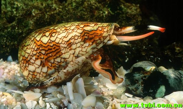 在澳洲能活下来是有多么不容易，你造吗？