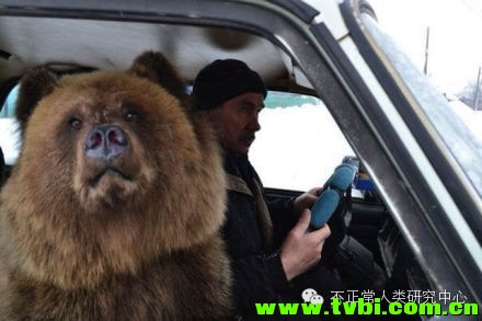 在我们依然小心翼翼遛狗的时候，战斗民族已经在遛熊了……顿时感觉自己气场弱爆了 ...