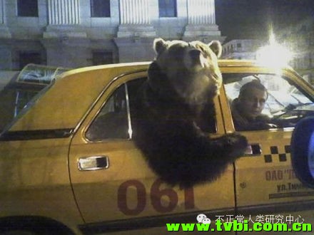 在我们依然小心翼翼遛狗的时候，战斗民族已经在遛熊了……顿时感觉自己气场弱爆了 ...