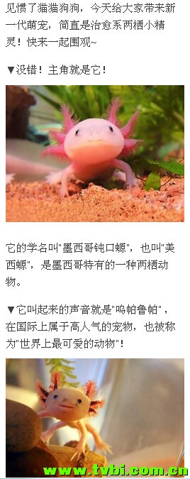 喵汪已经过时，如果你还不知道它那就太out了！