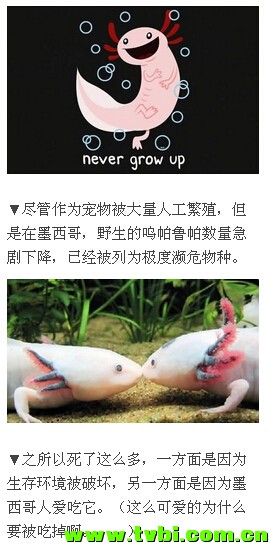 喵汪已经过时，如果你还不知道它那就太out了！