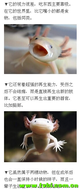 喵汪已经过时，如果你还不知道它那就太out了！