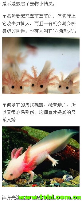 喵汪已经过时，如果你还不知道它那就太out了！