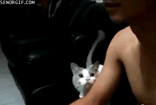 “啊！我的小鱼干…….啊！ 我的肉丸子……”