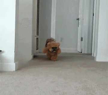 “啊！我的小鱼干…….啊！ 我的肉丸子……”