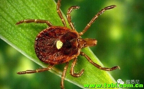 有一种神奇的虫子，被它咬过之后，就能变得不吃肉了…