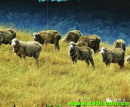 生活在澳洲遇到的十件怪事~澳洲朋友是不是很有感触啊~