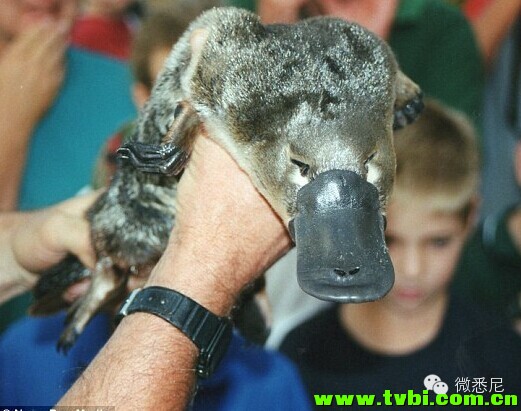 【醉了】有小伙纸非常喜欢澳洲鸭嘴兽。。于是他花了N年时间把自己改造成酱紫。。 ...