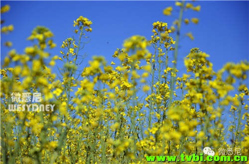 【微悉尼独家】这画面太黄我不敢看！今年新州油菜花田有多美你造吗~ ...