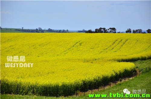 【微悉尼独家】这画面太黄我不敢看！今年新州油菜花田有多美你造吗~ ...