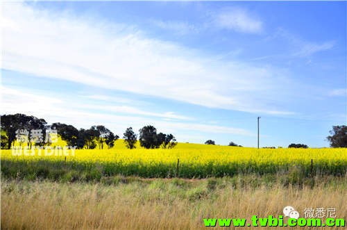 【微悉尼独家】这画面太黄我不敢看！今年新州油菜花田有多美你造吗~ ...
