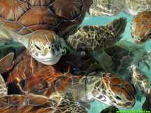 [美国][古巴-意外的伊甸园][BD-R/613M][中字][精彩纪录片]